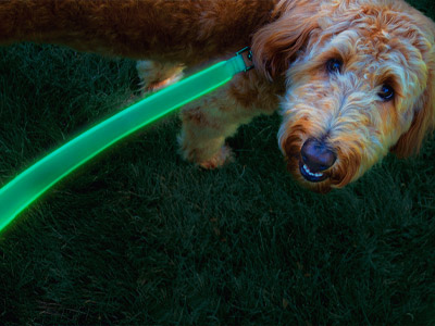 Dog being walked in the dark with a green lit up leash